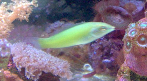 Pastel-green wrasse